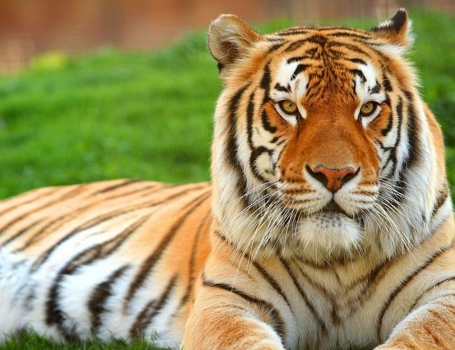 Bangladesh National Animal Royal Bengal Tiger