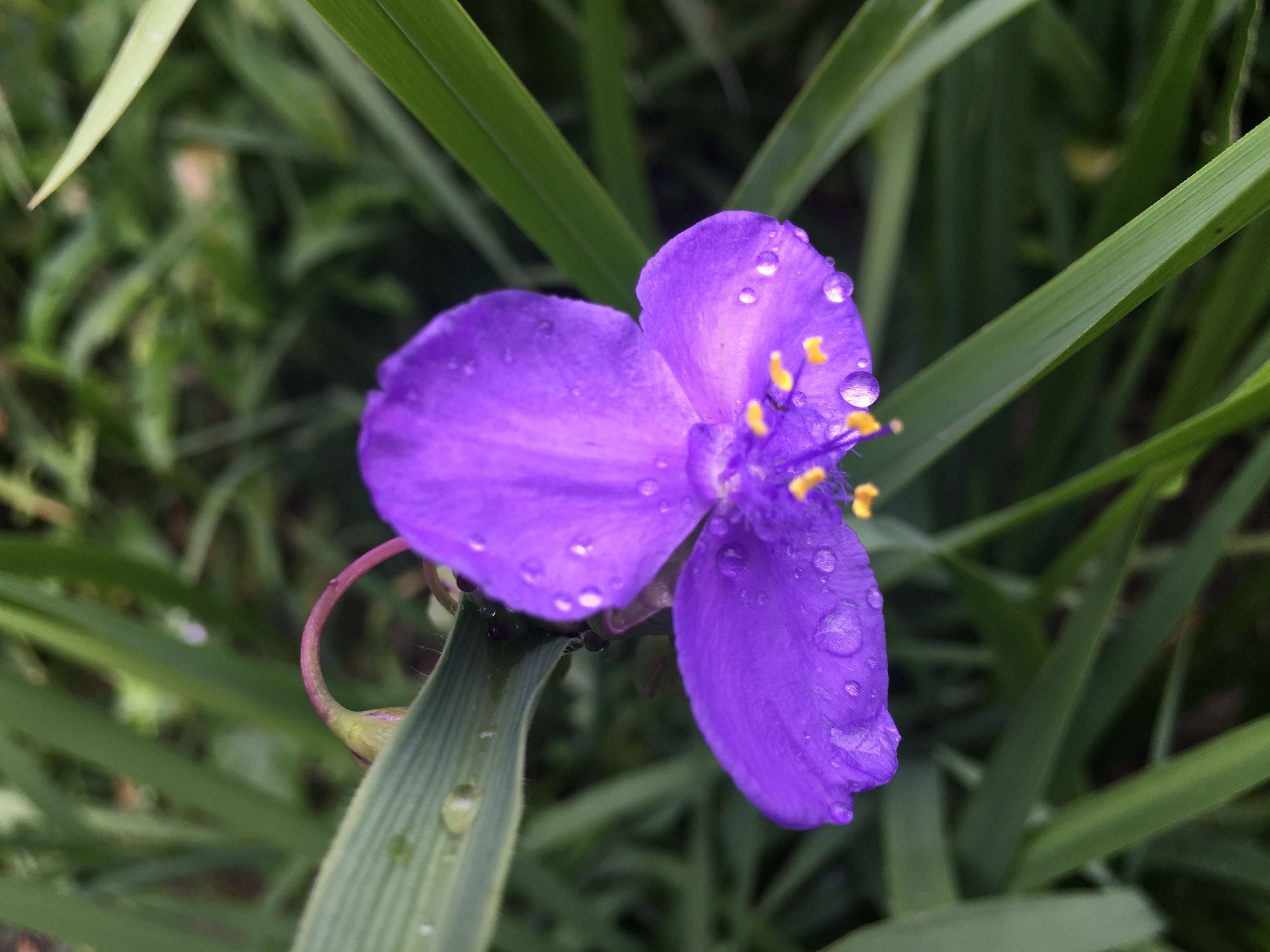 Color Challenge: Sunday Purple -- Japanese Wildflowers