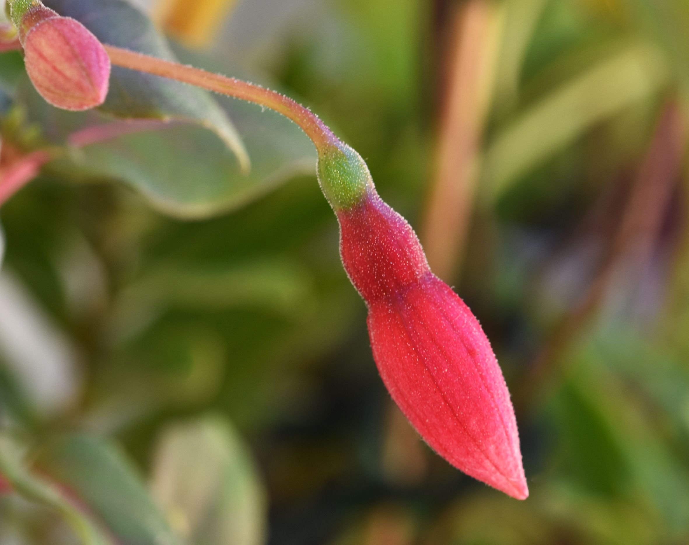 Fuchsia bud.jpg