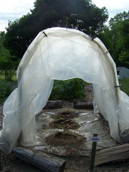 New Herb garden - hoophouse and ginger crop June 2017.jpg