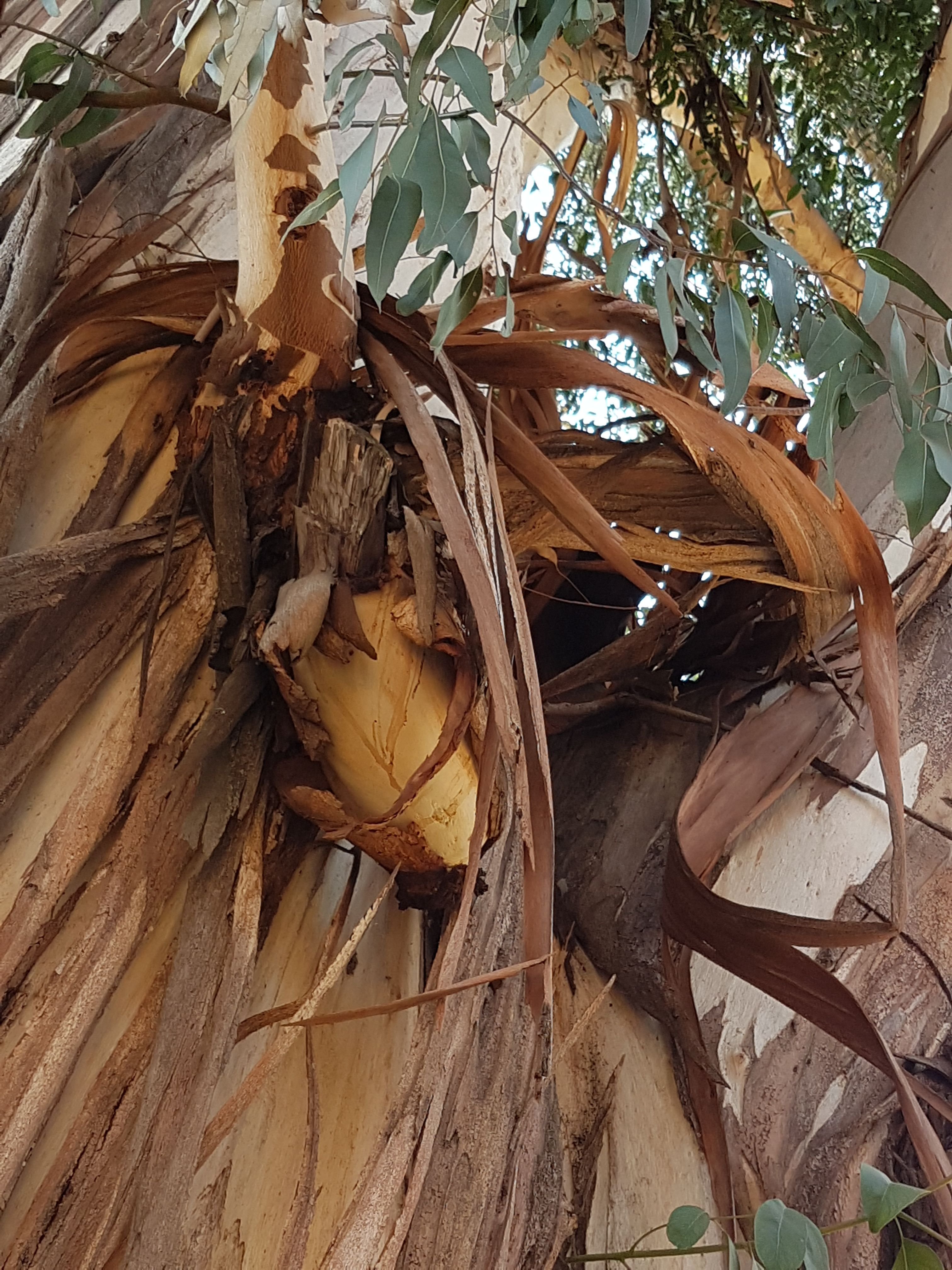 Tree Tuesday Rainbow Eucalyptus Grandi/Saligna Gum tree