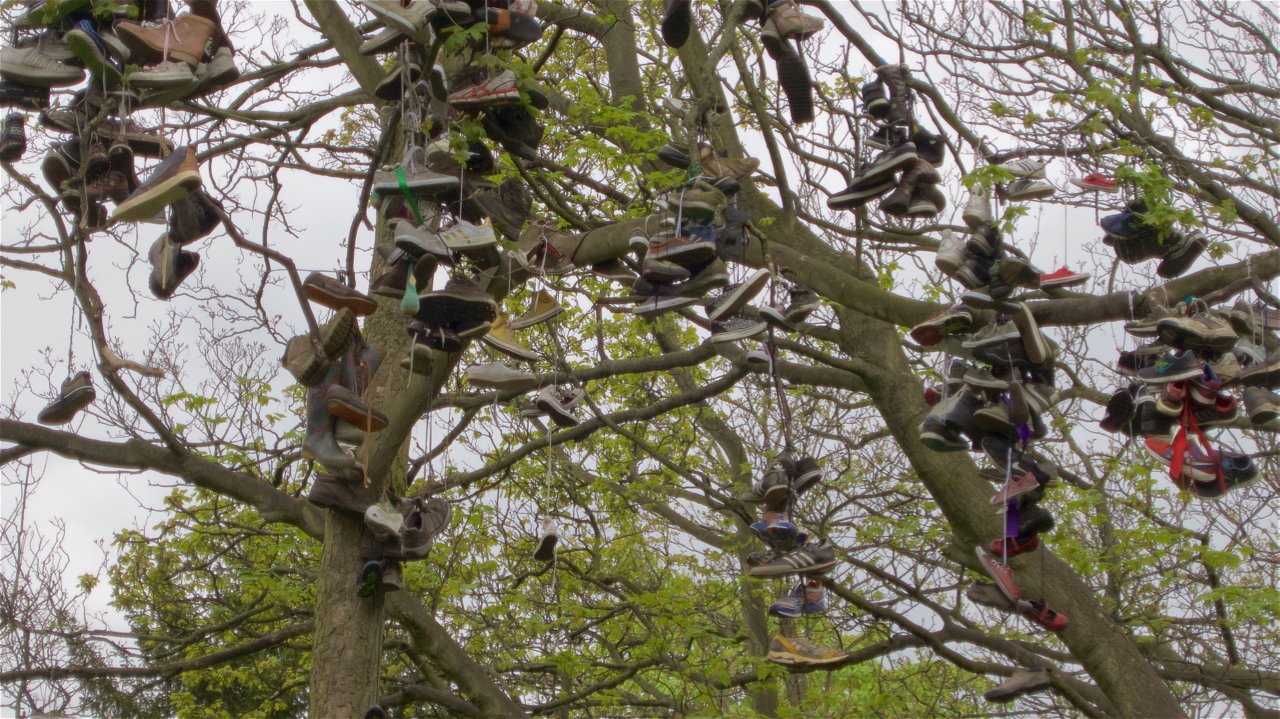 The Shoe Tree — Steemit