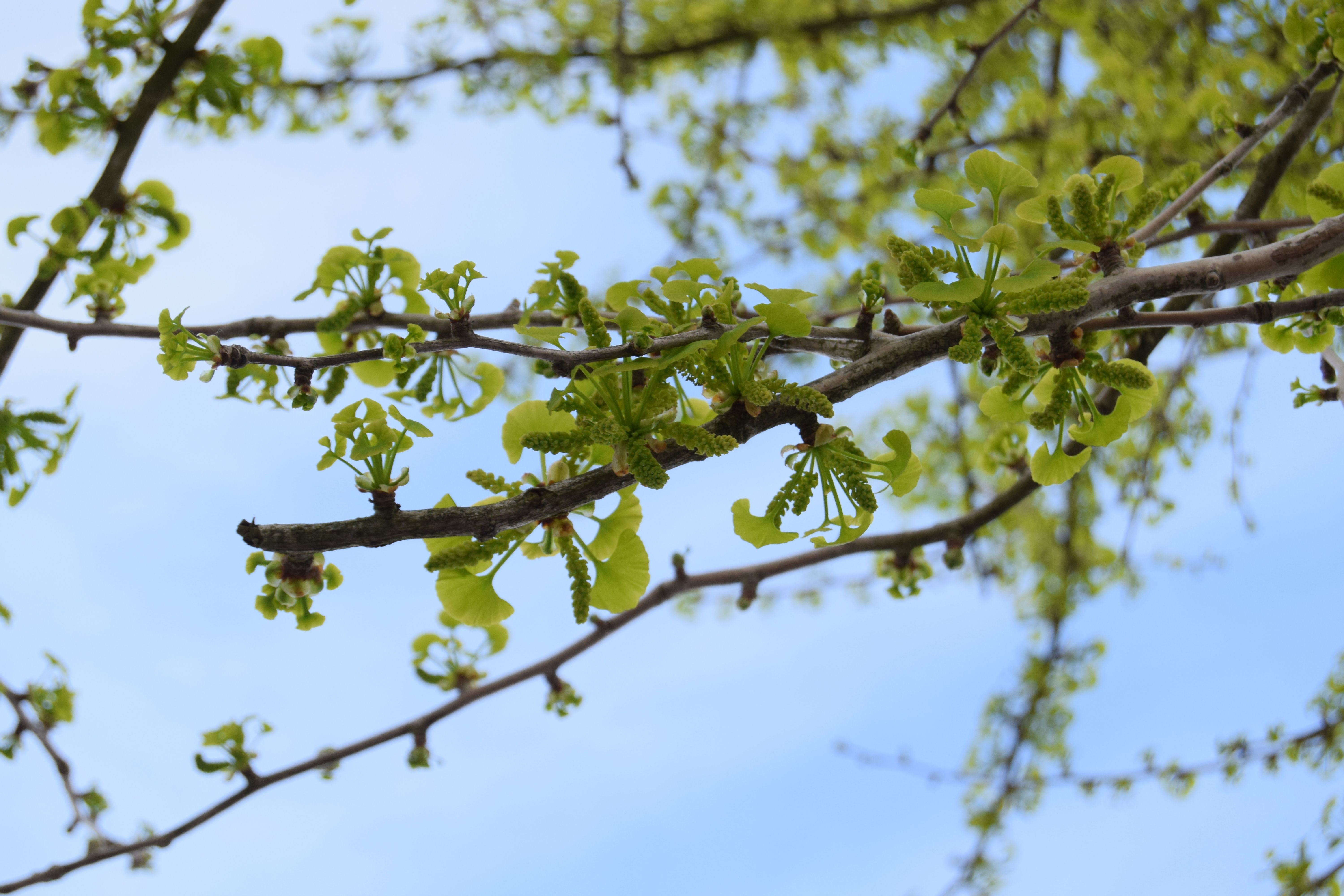 Ginkgo biloba tree The living fossil and its male vs. female features