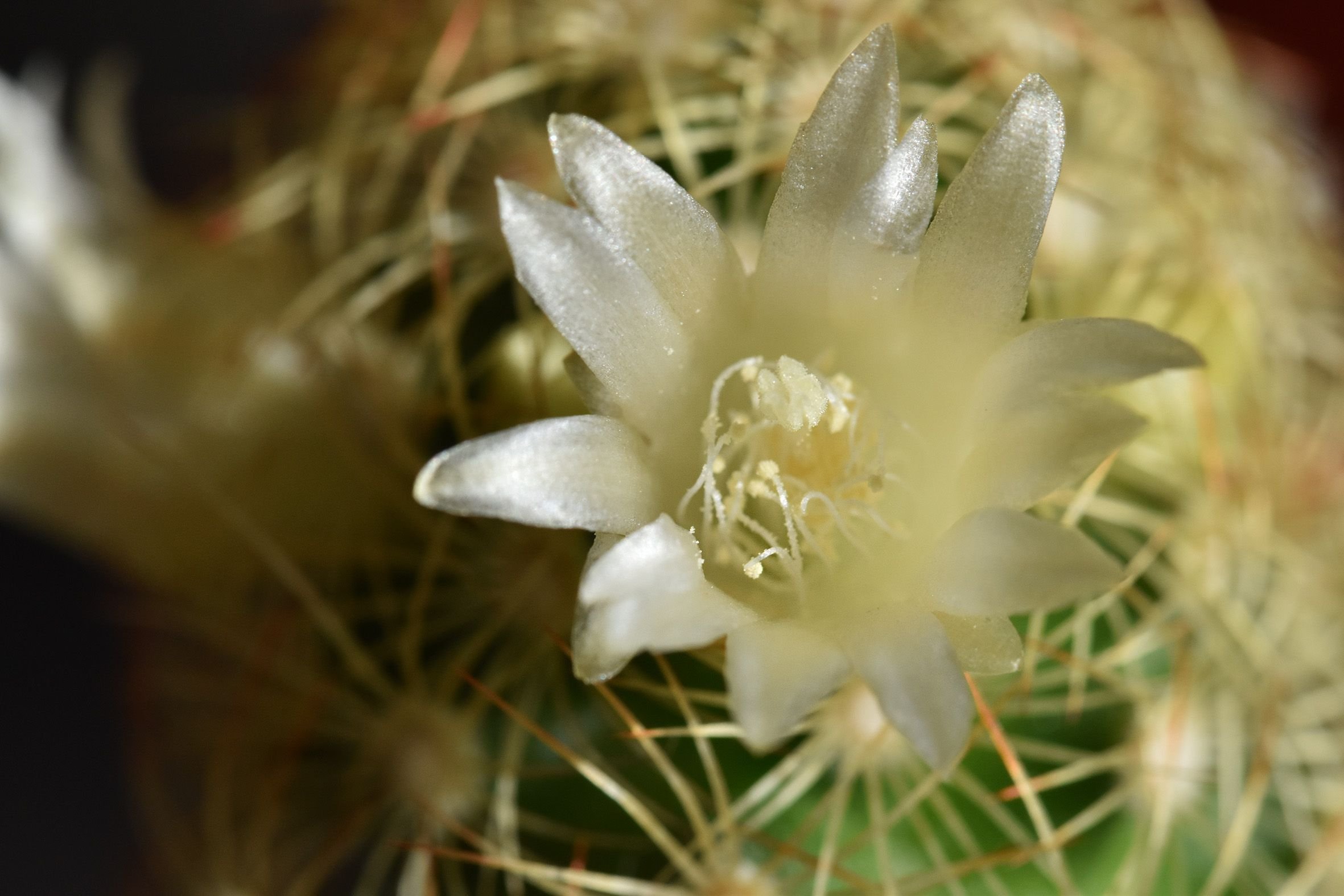 cactus mamillaria 1.jpg