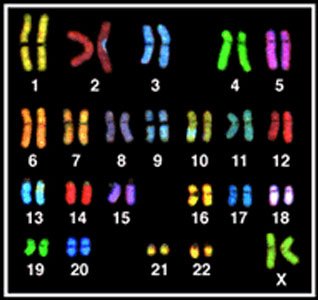 Sky_spectral_karyotype-.jpg