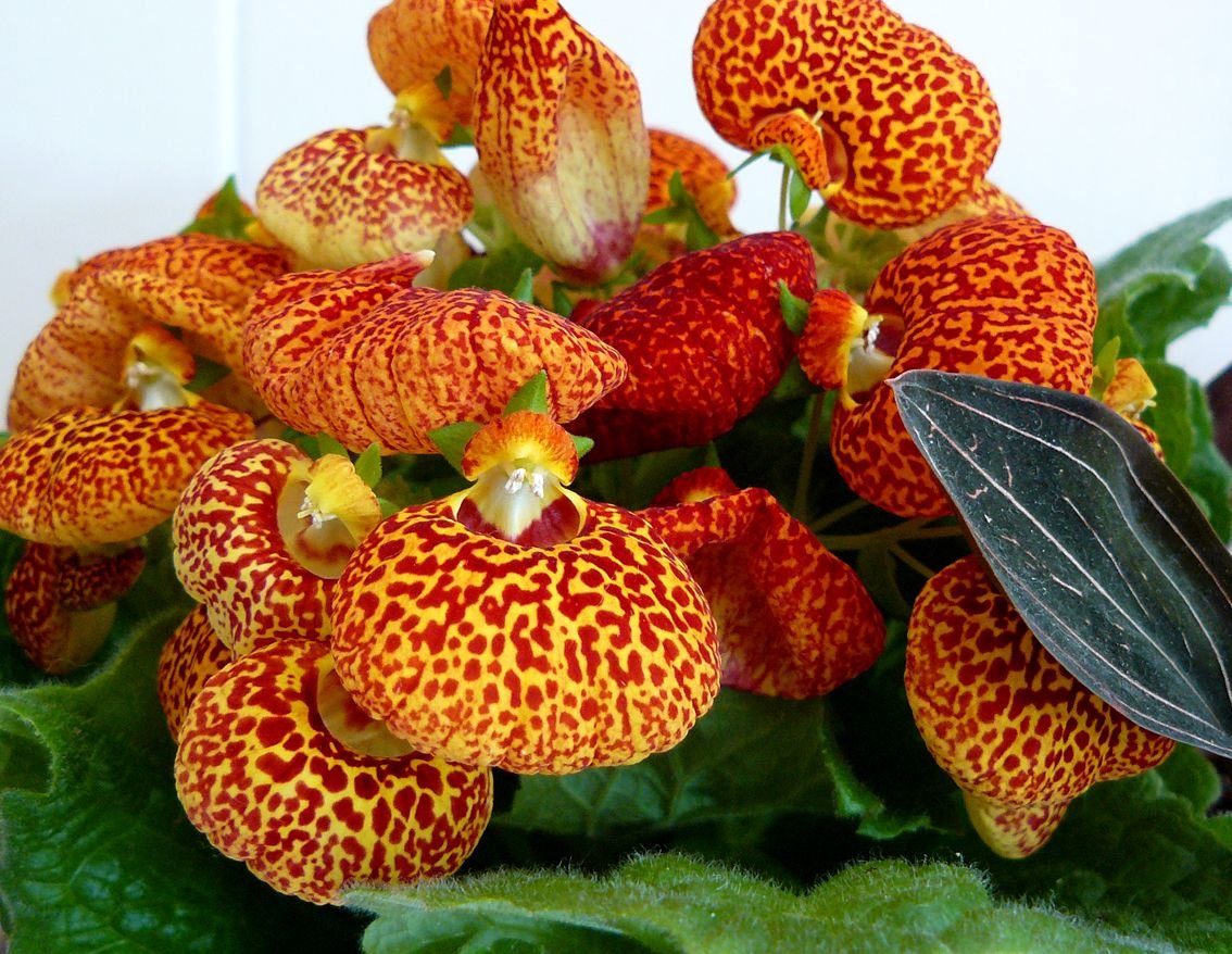 calceolaria bush.jpg