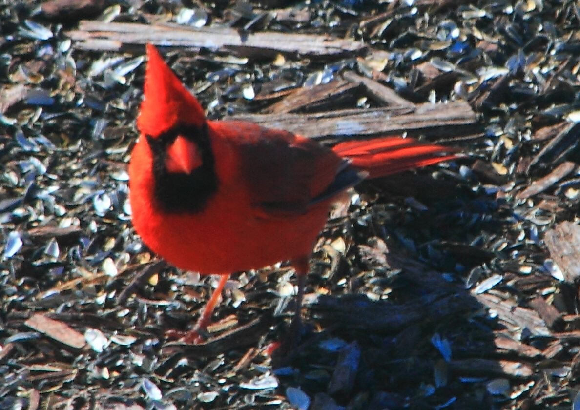 Cardinal02.JPG