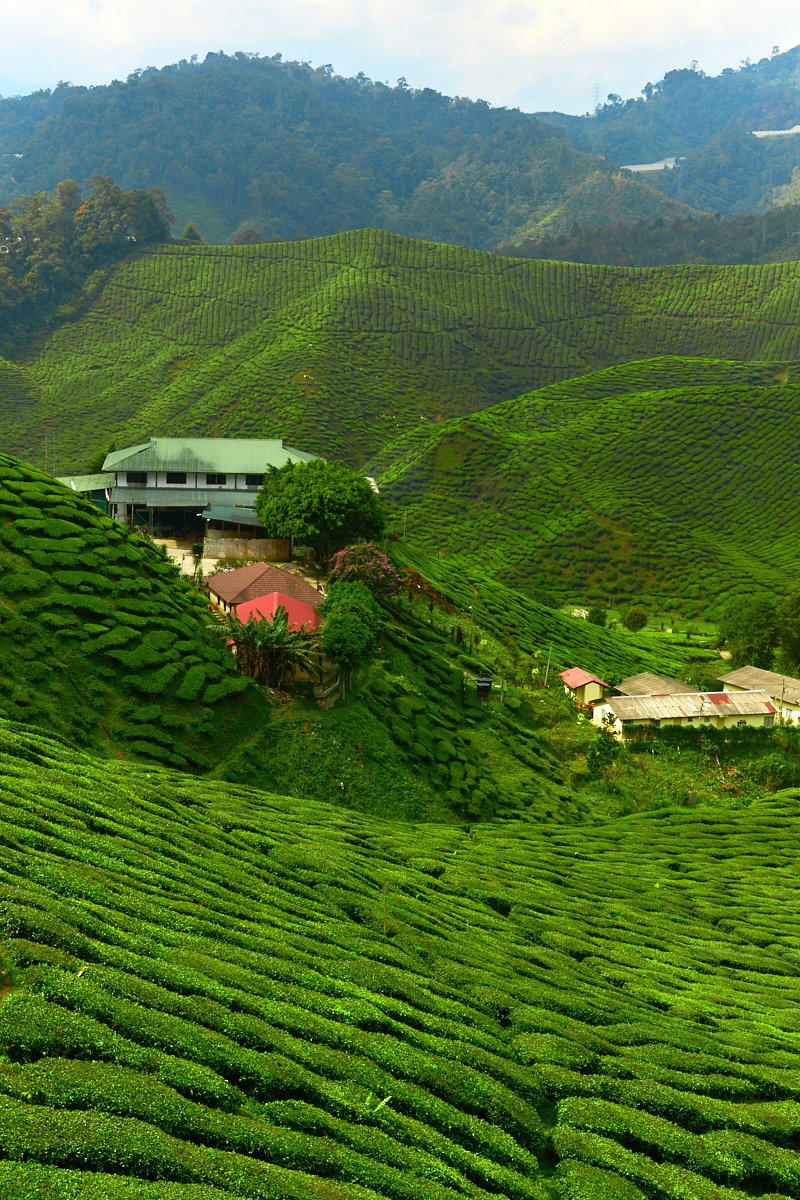 tea fields 3.jpg