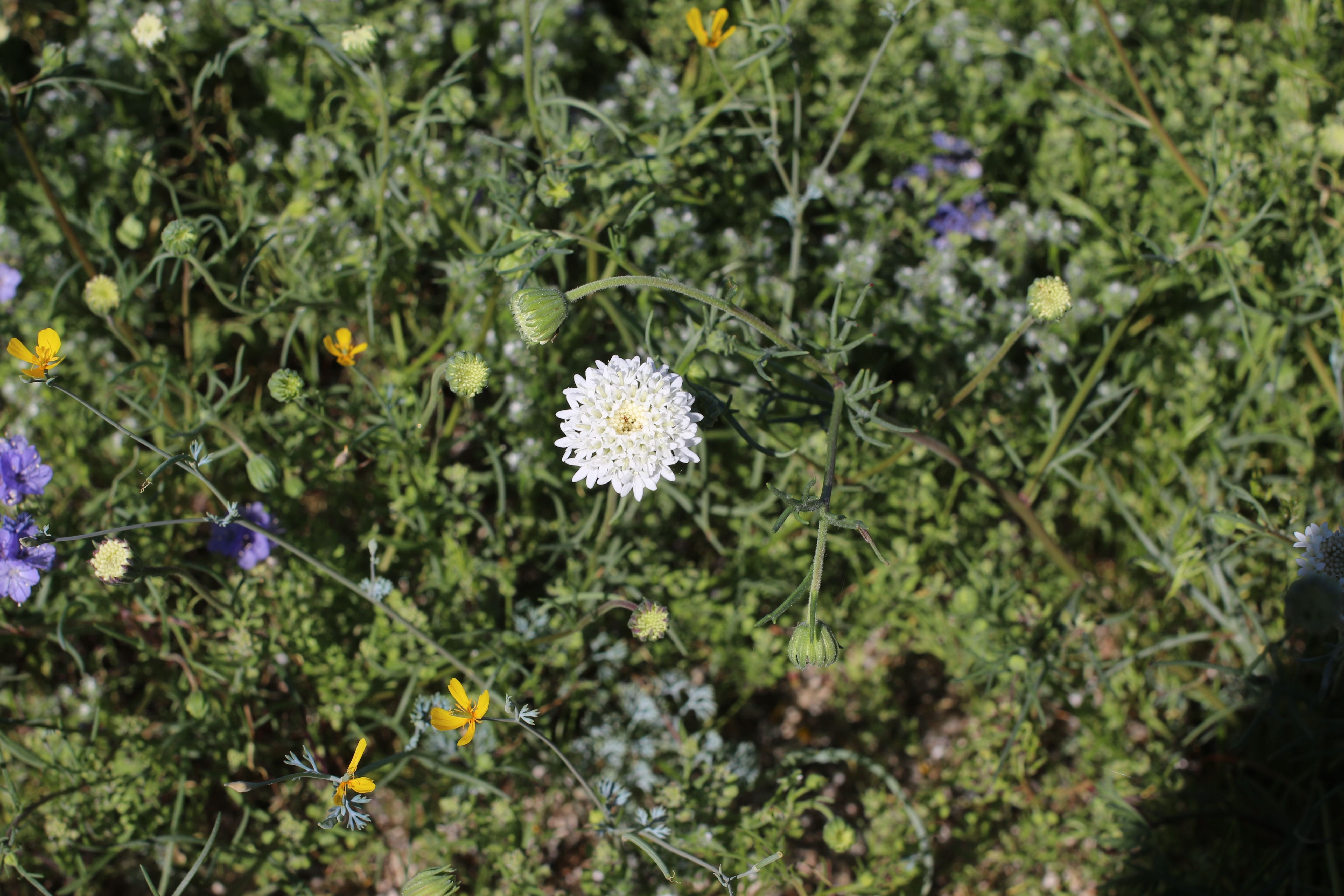 Desert Pincushion