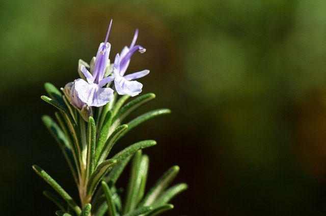 rosemary-3146976_640.jpg