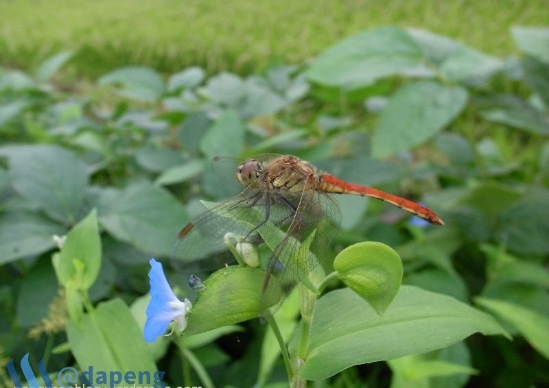 2017-07-28_dragonfly7.jpg