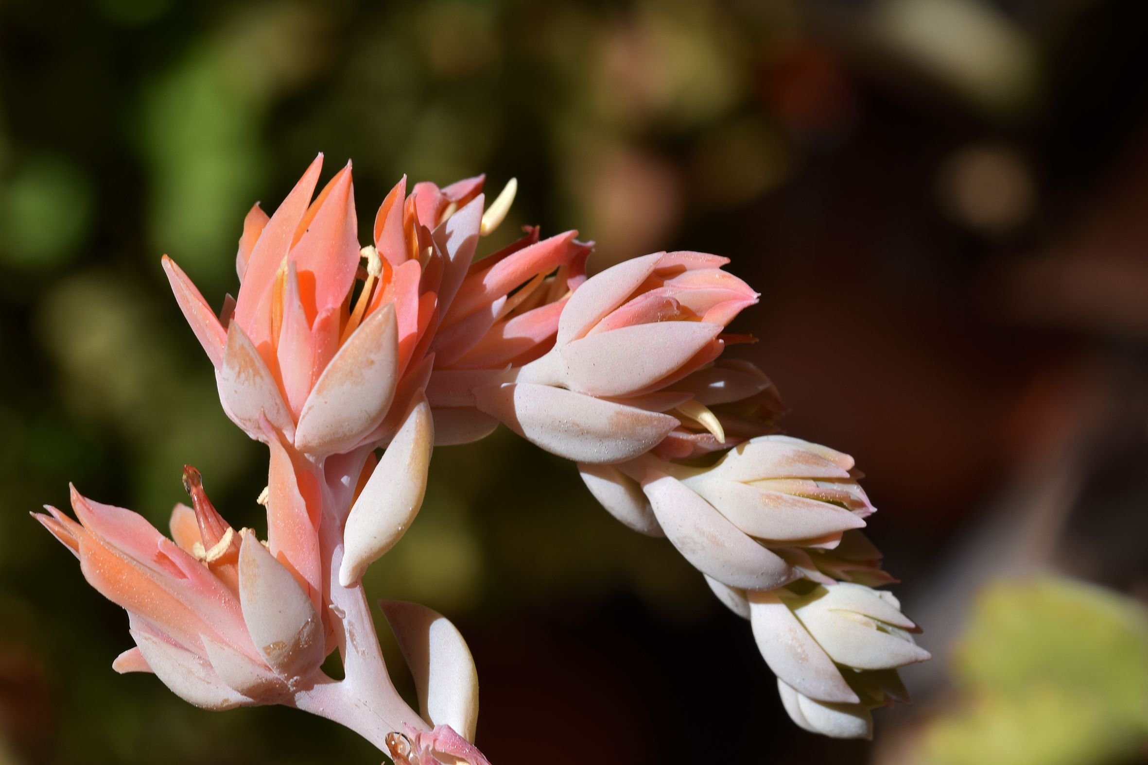 Echeveria runyonii flower 4.jpg