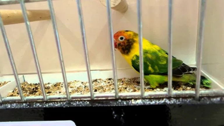 15 Jenis Warna Lovebird Termahal yang Paling Dicari Orang