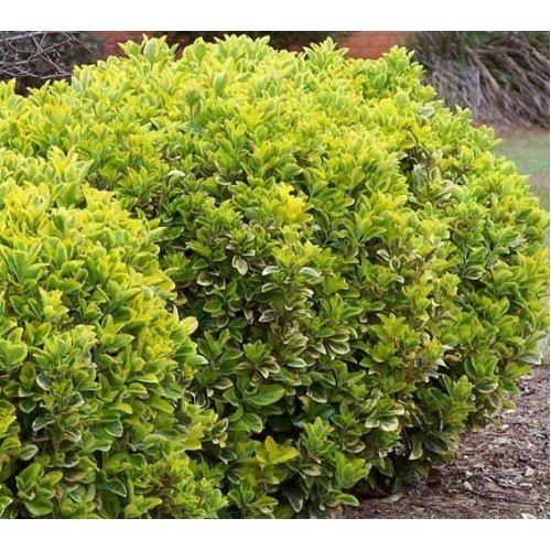 Euonymus japonicus Aureo marginatus-500x500.jpg