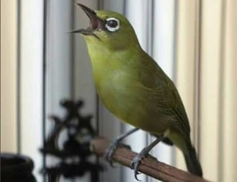 Bird Species Pleci In Indonesia Steemkr