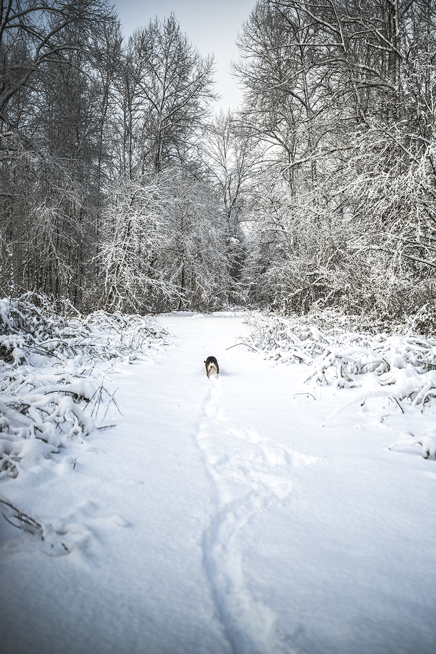 murphydog donates to TARC charity, winter portrait snow dog