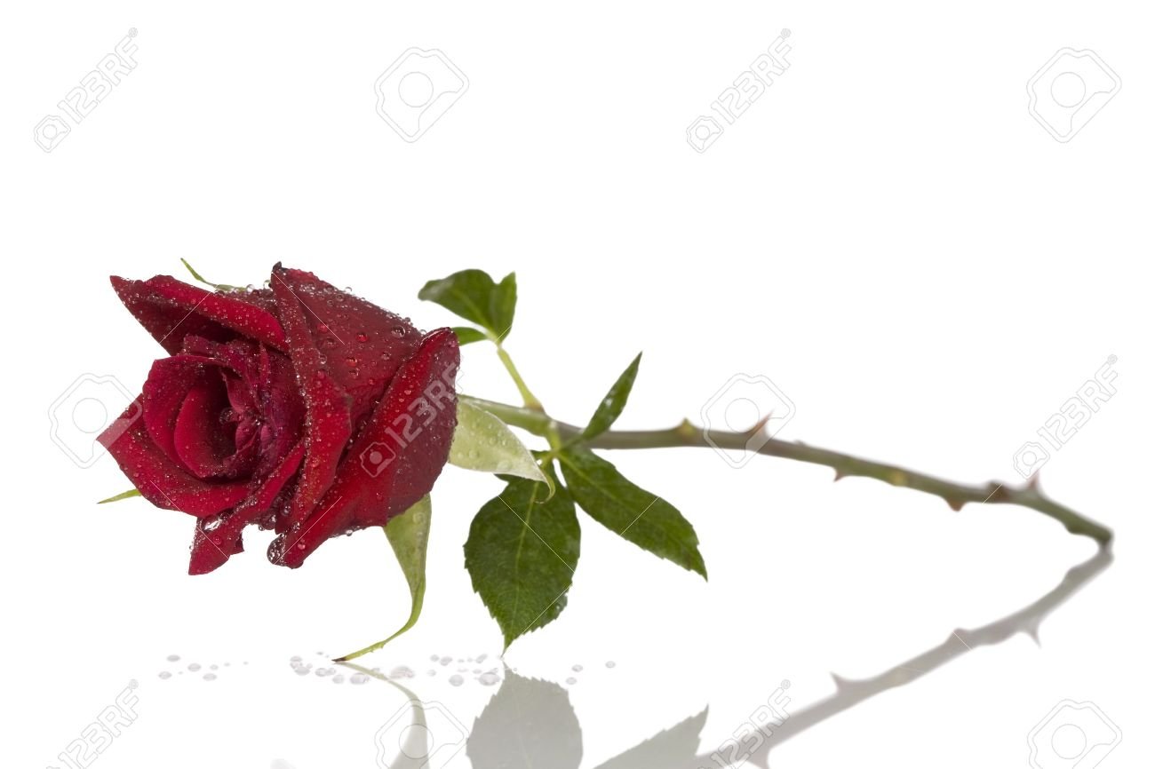 6585425-Single-beautiful-red-rose-isolated-on-white-Stock-Photo-rose-thorns-1.jpg