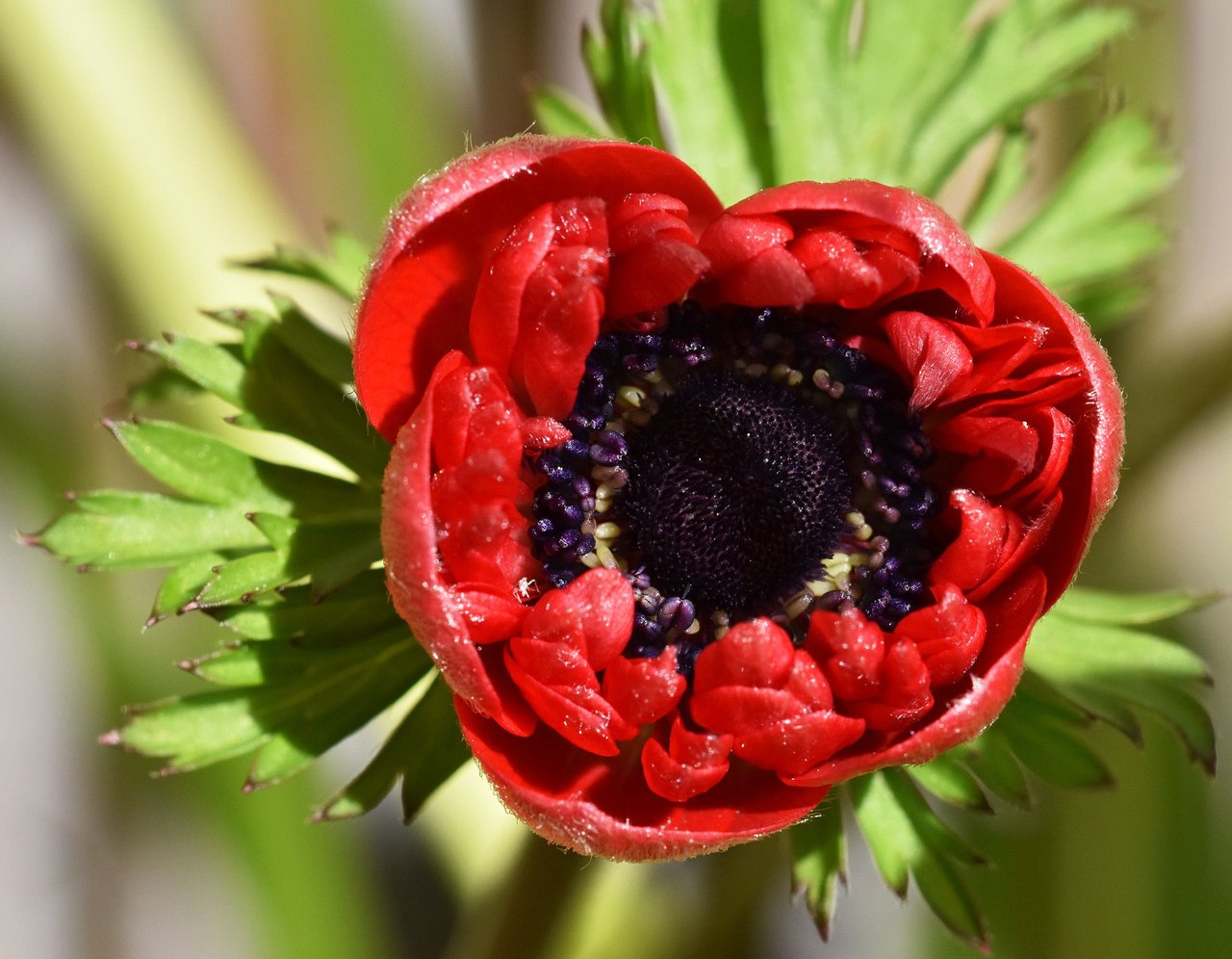 anemone red 2.jpg