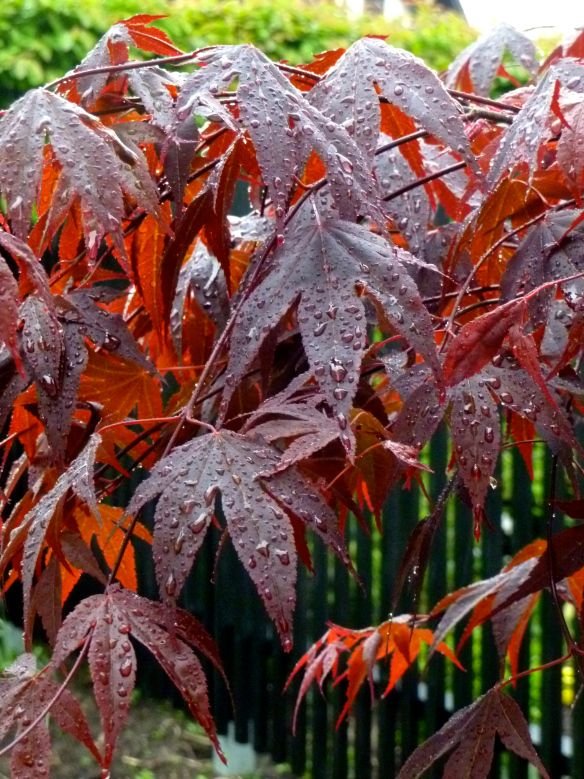 Japanese maple 1.jpg