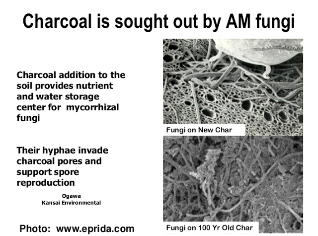 Charcoal is sought out by AM fungi.png