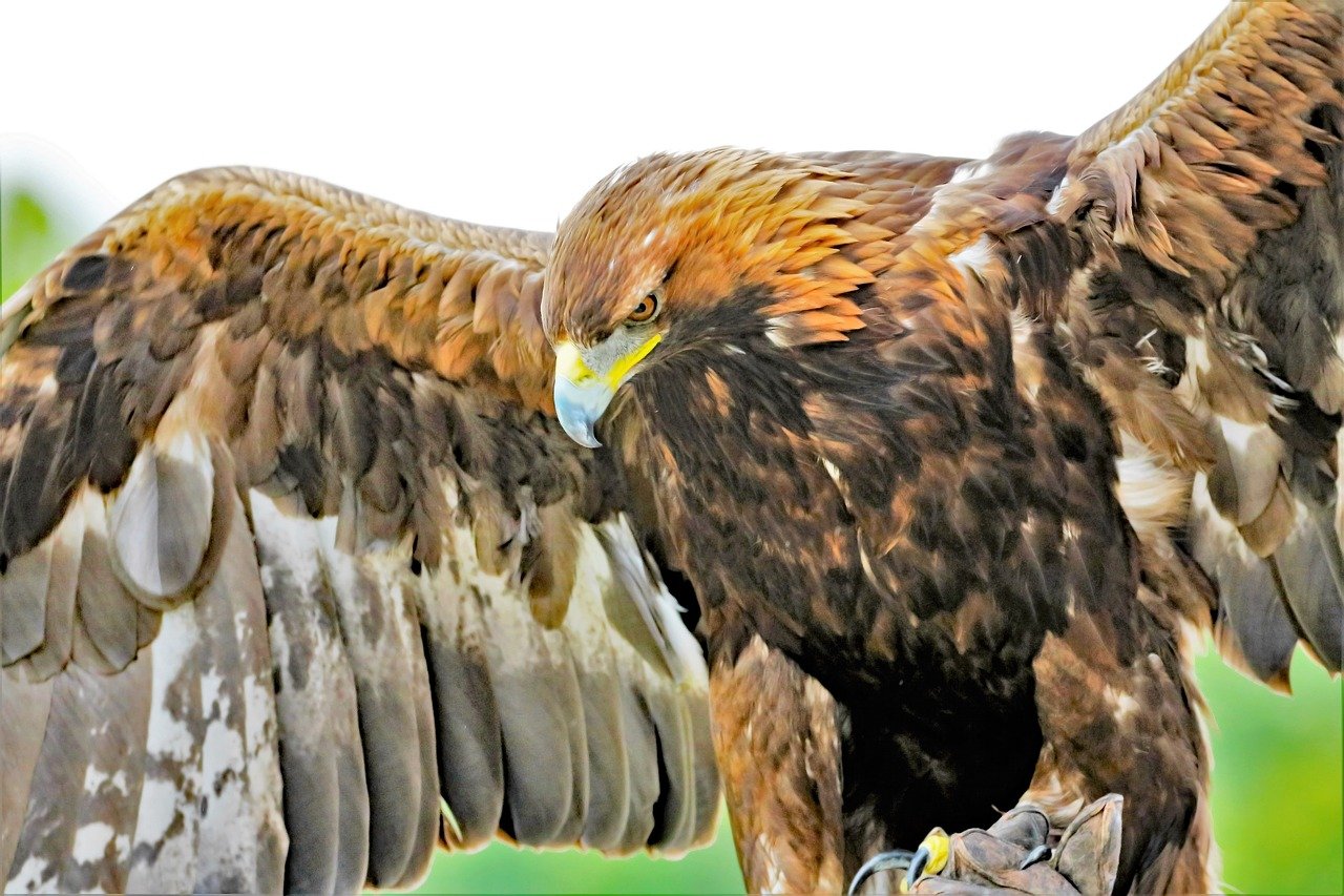 Do You Know Golden Eagles Can Actually Drag Mountain Goat