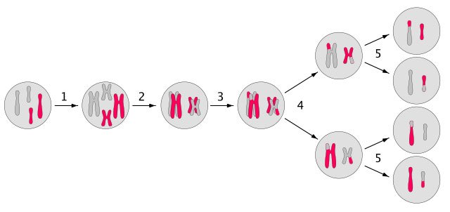 640px-Meiosis_main_steps-.jpg