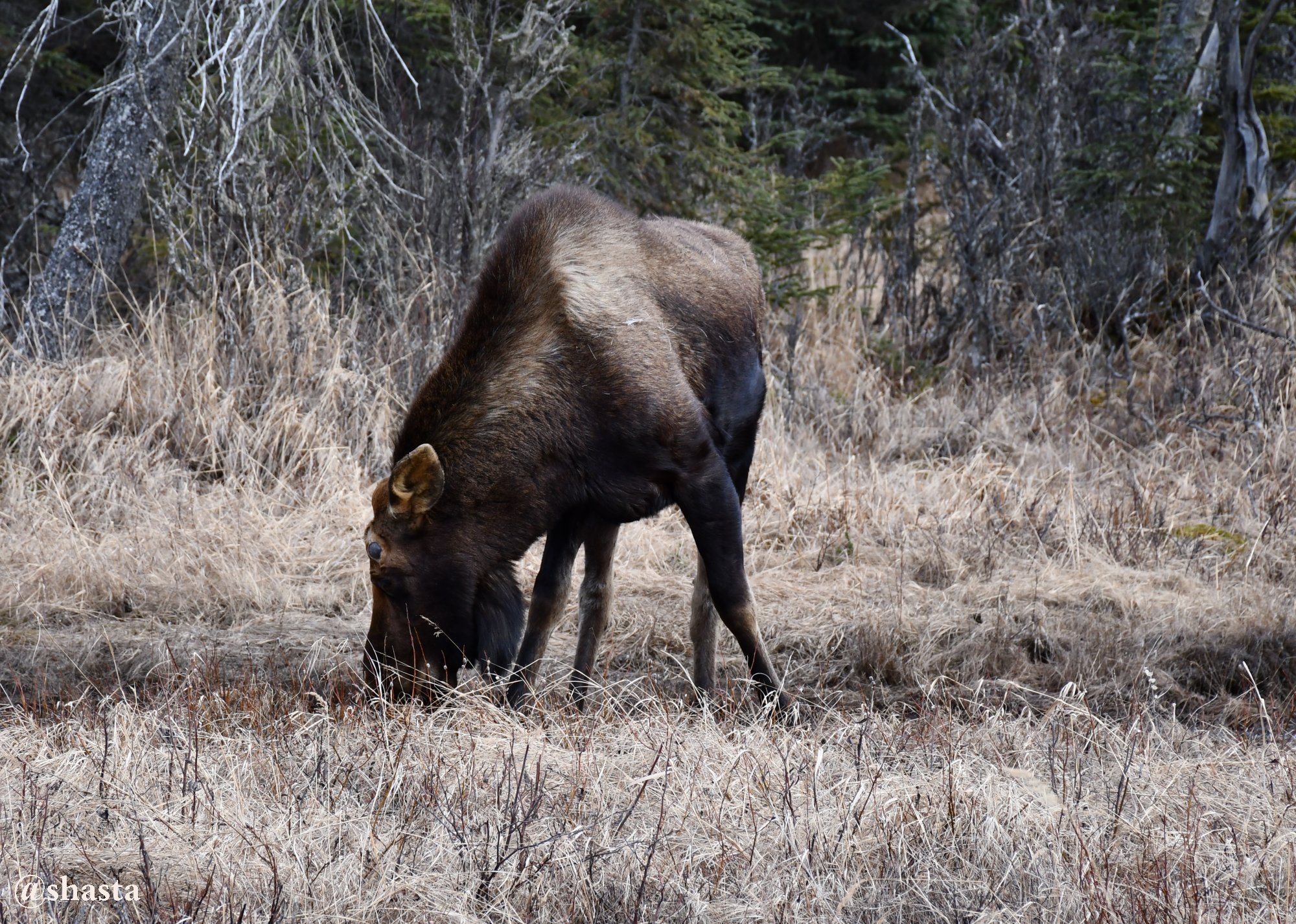 shasta2018april22nd47moosemonday5io.jpg