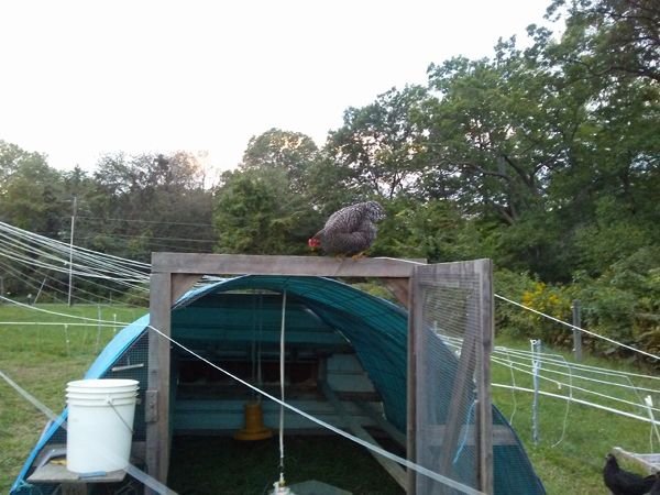 Hen on coop door5 crop Sept. 2017.jpg