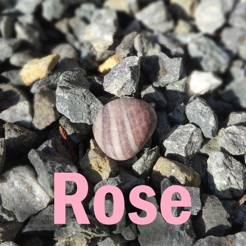 Rose.sm.jpg