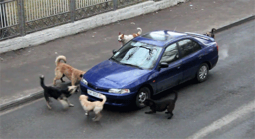 dogs-bullying-car-barking-road-1351353747d.gif