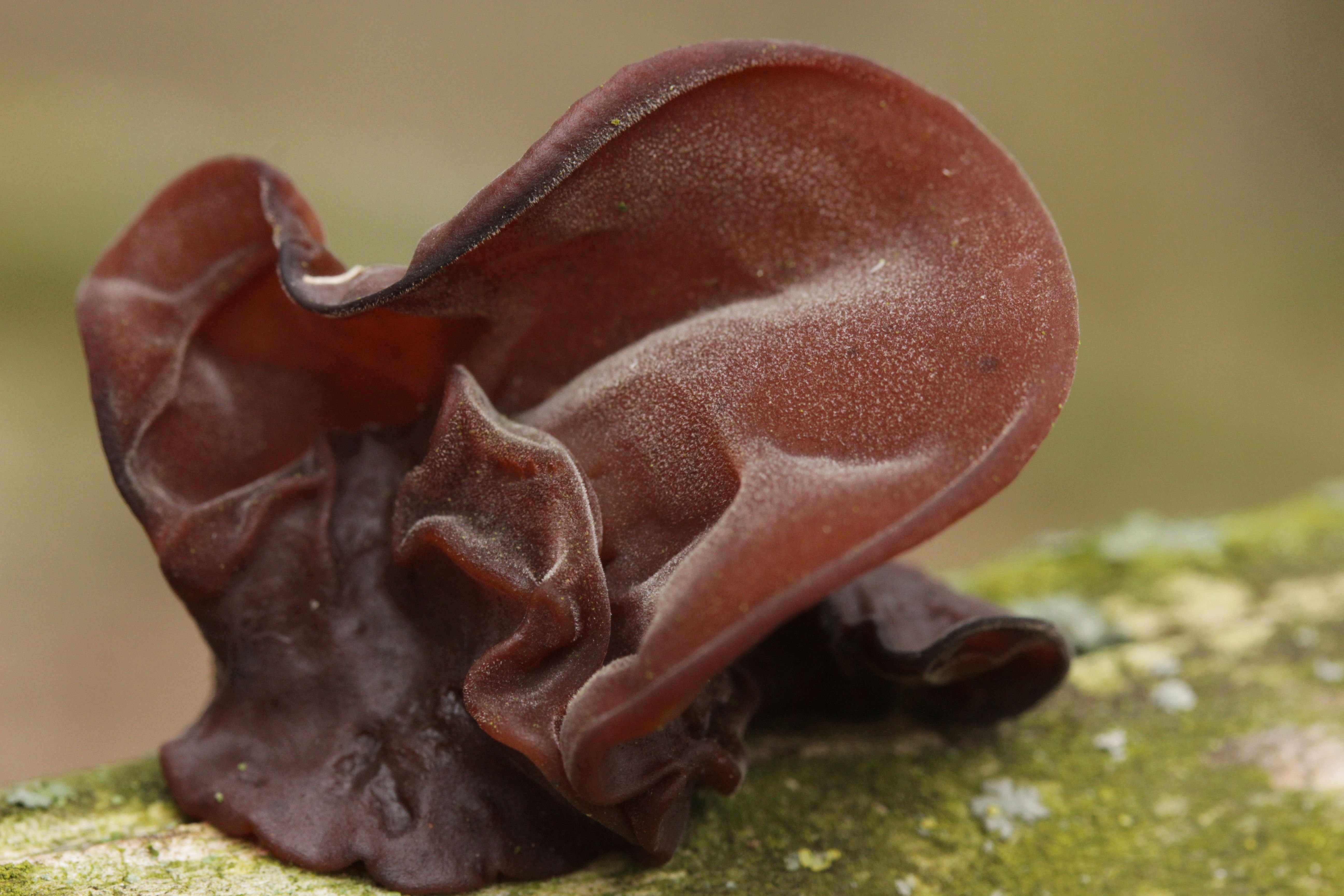 Jelly Ear.jpg