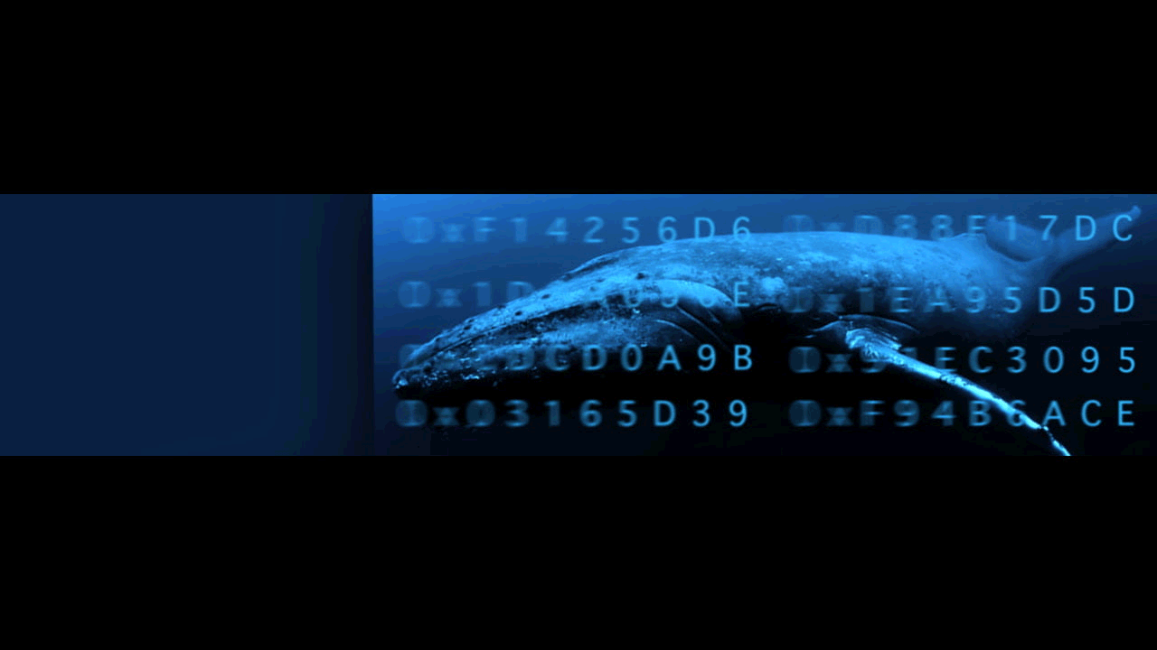 Whale Shares Slanted.gif