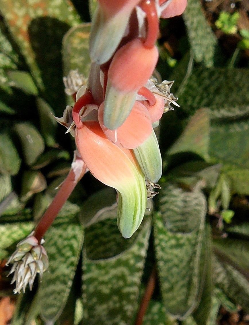 Gasteria flower.jpg