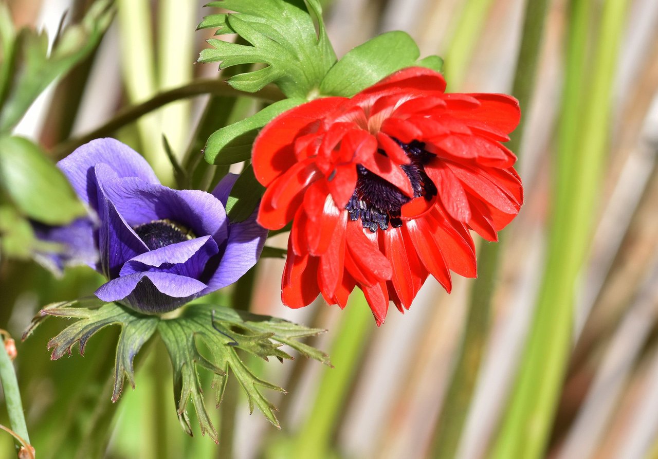 anemone red blue.jpg