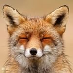 FOX.jpg