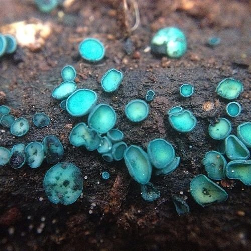 Chlorociboria aeruginascens (green elf cup) by @leah_mycelia.jpg(1).jpg