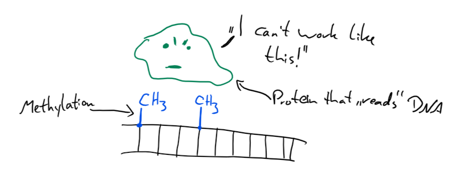 methylation.png