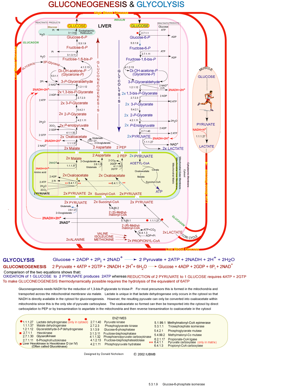 GNG and glycolysis.gif