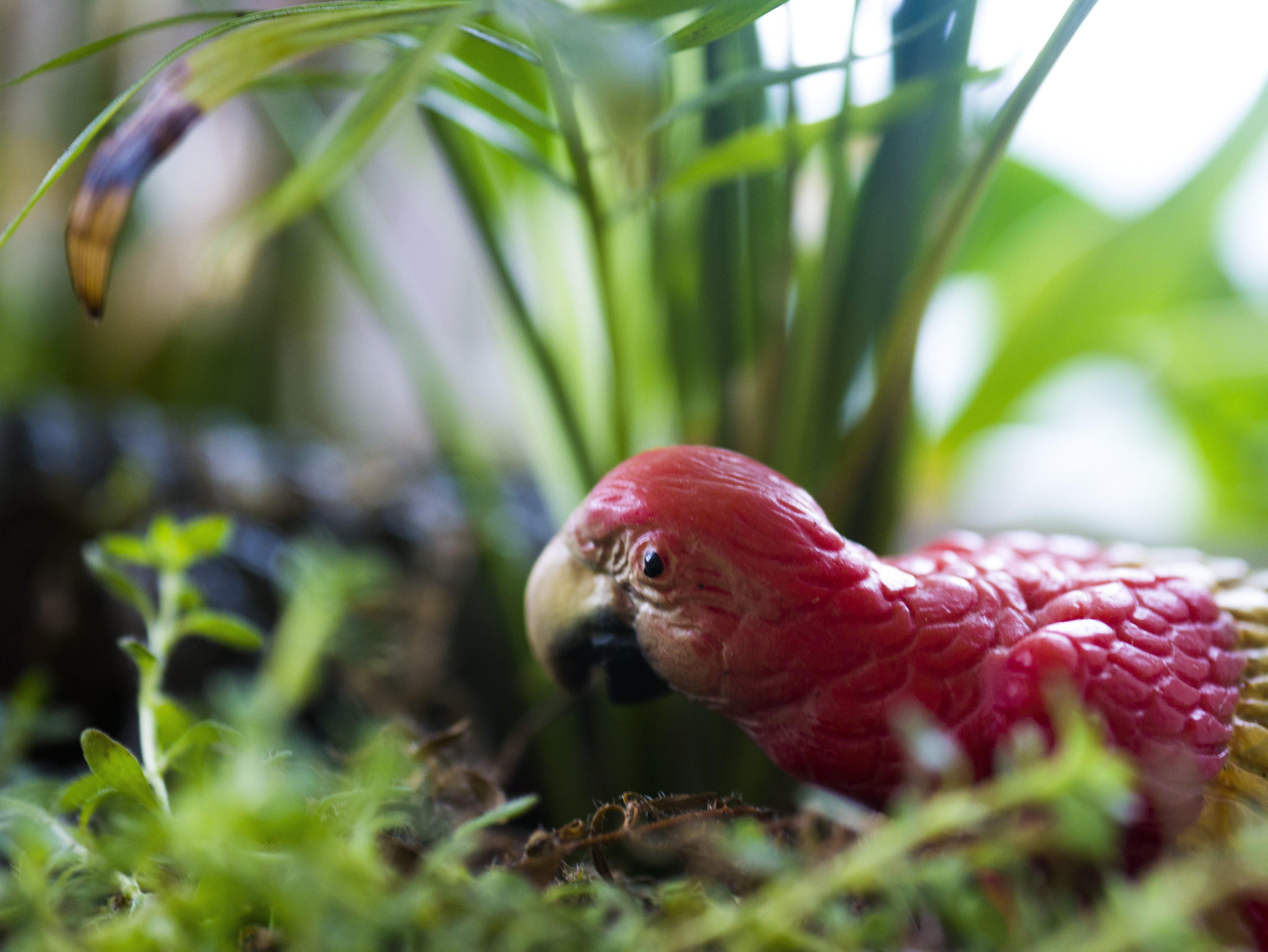 PAROT_CLOSEUP_P1080729.jpg