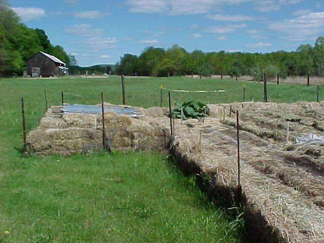 Garden.coldframe.May.02.jpg