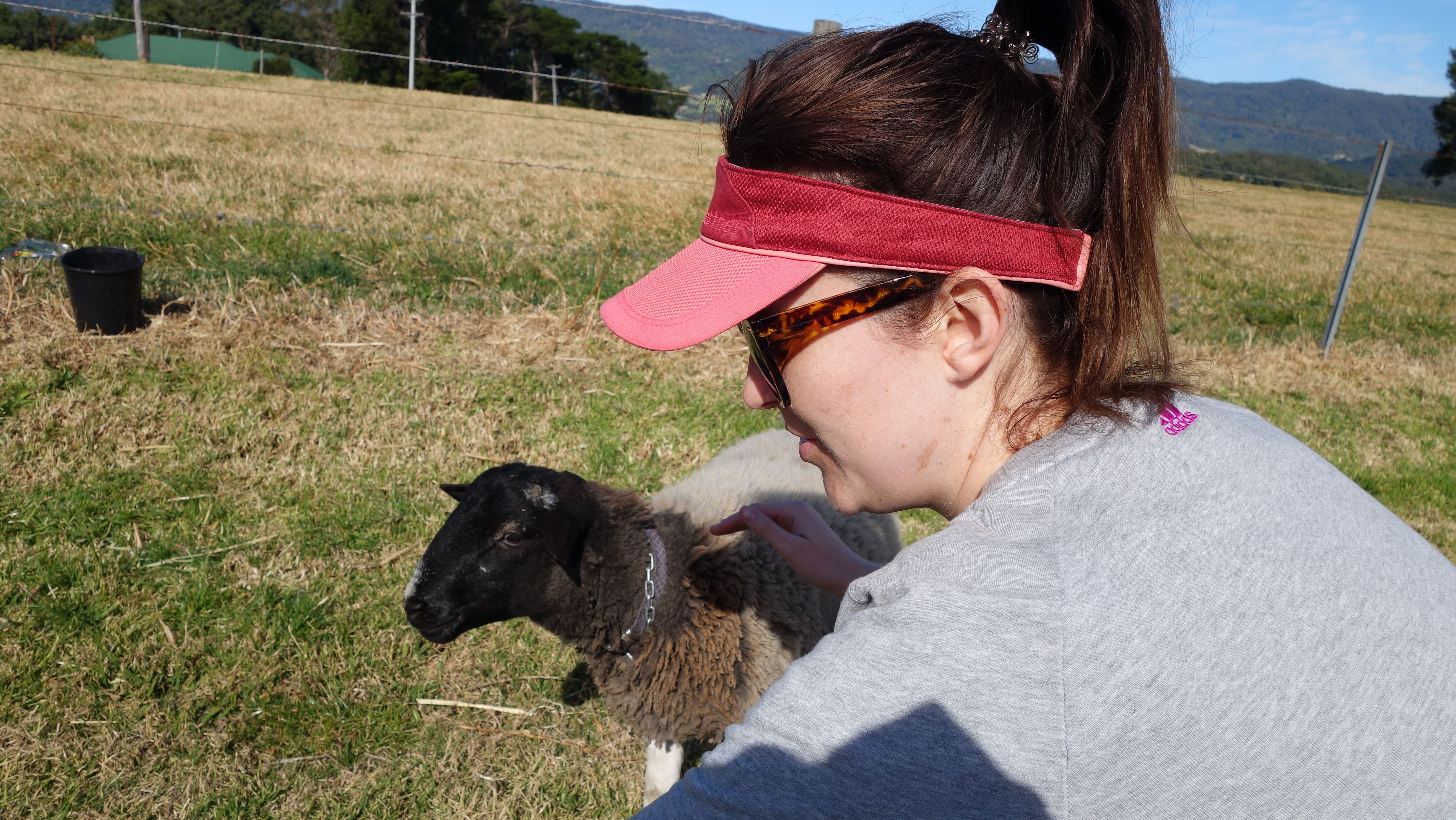 Hayley and the Sheep