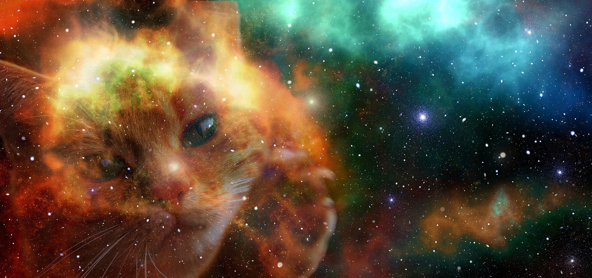 Space Cat.jpg