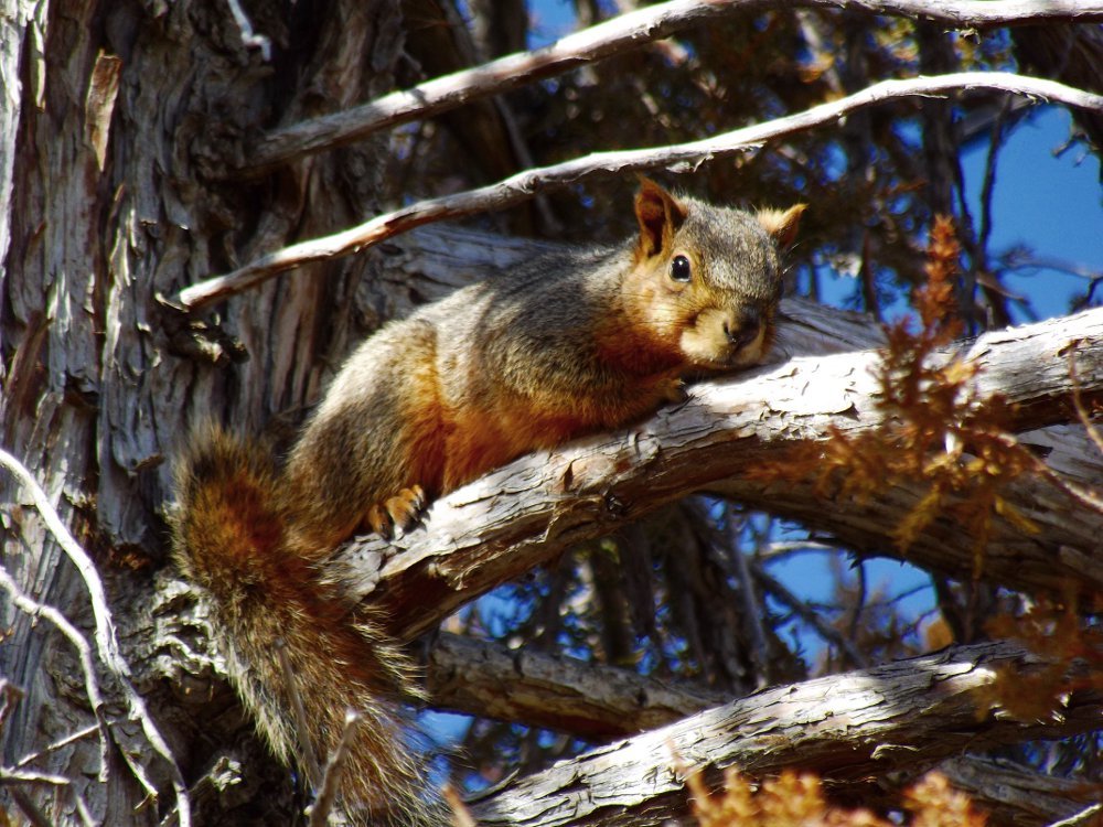 Want to Hangout Peanut - Jeronimo Rubio Photography 2016.jpg