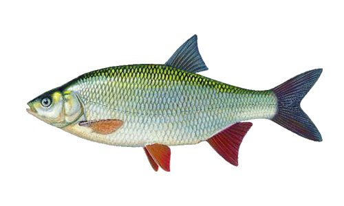 Jaź łac. Leuciscus idus
