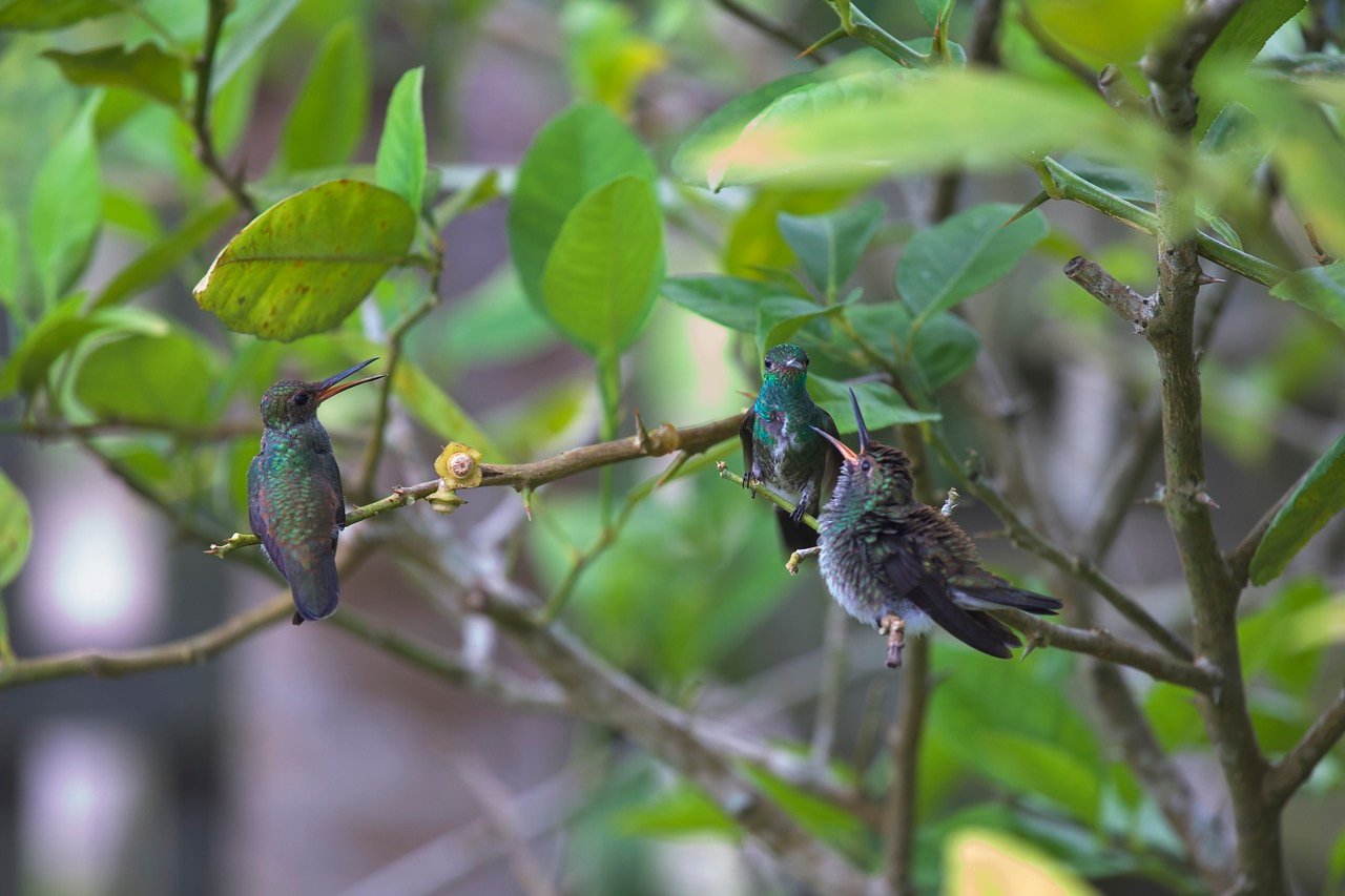 hummingbird_family1.jpg