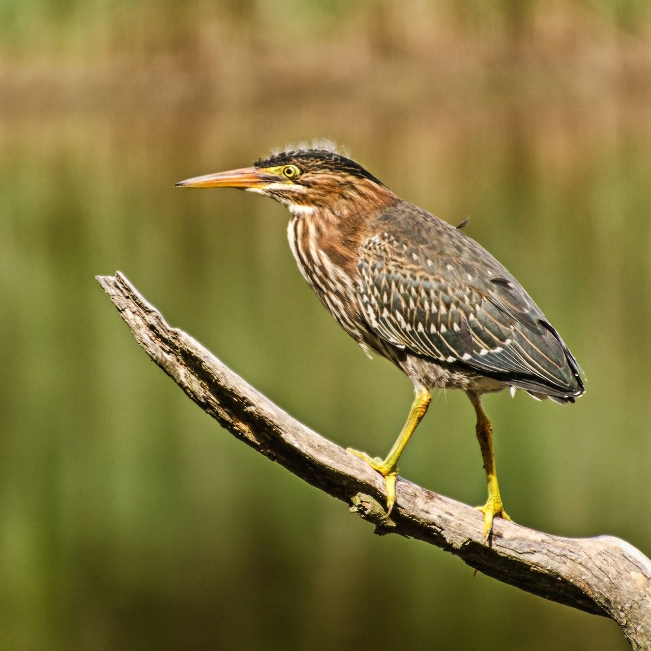 COAST Green Heron.jpg