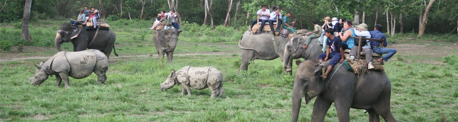 jungle-safari-in-nepal.gif