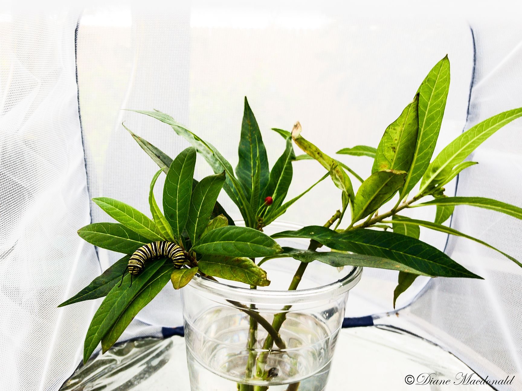 Monarch caterpillar on butterfly weed.jpg