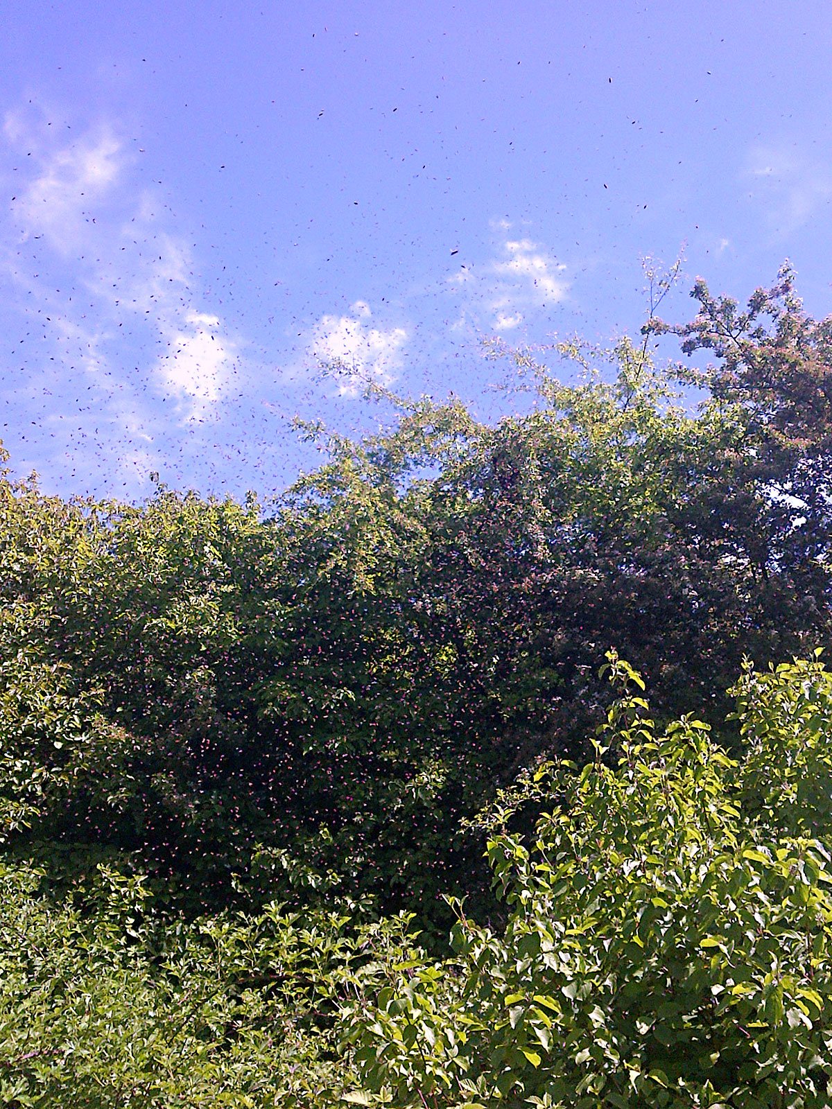 swarm migration underway