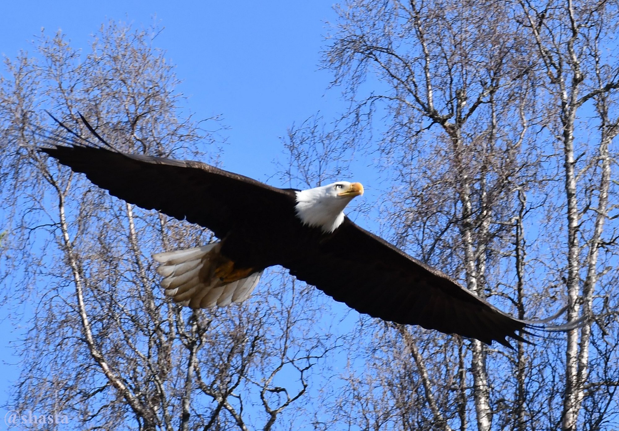 shasta2018may20th47eagle7io.jpg